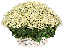 Цветочная композиция из Ромашки в корзине #REPLACE_PRED# Удобной Краснодарский край